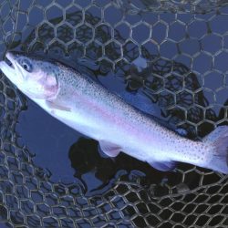 大安トラウトレイク釣果